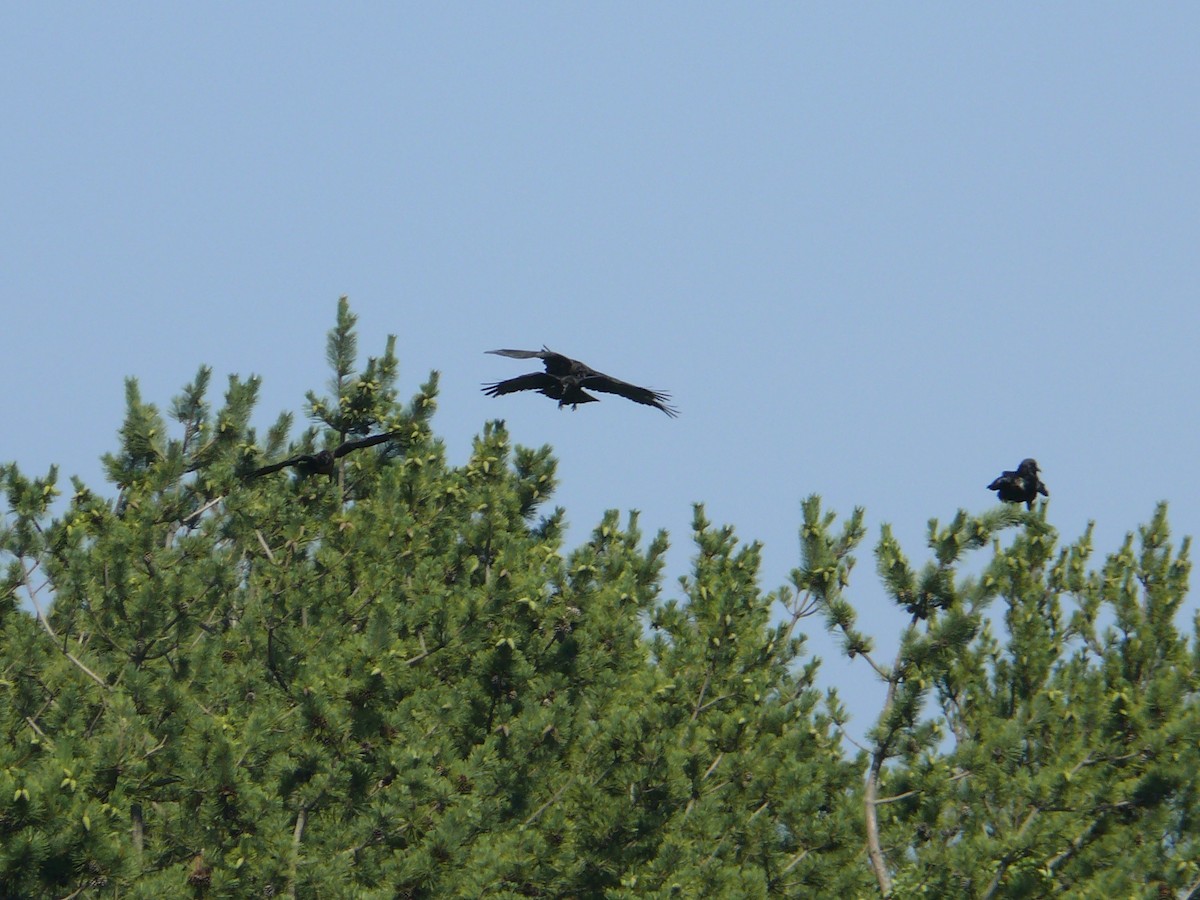 Common Raven - ML63830301