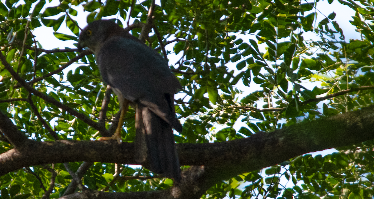 Brown Goshawk - ML638303010