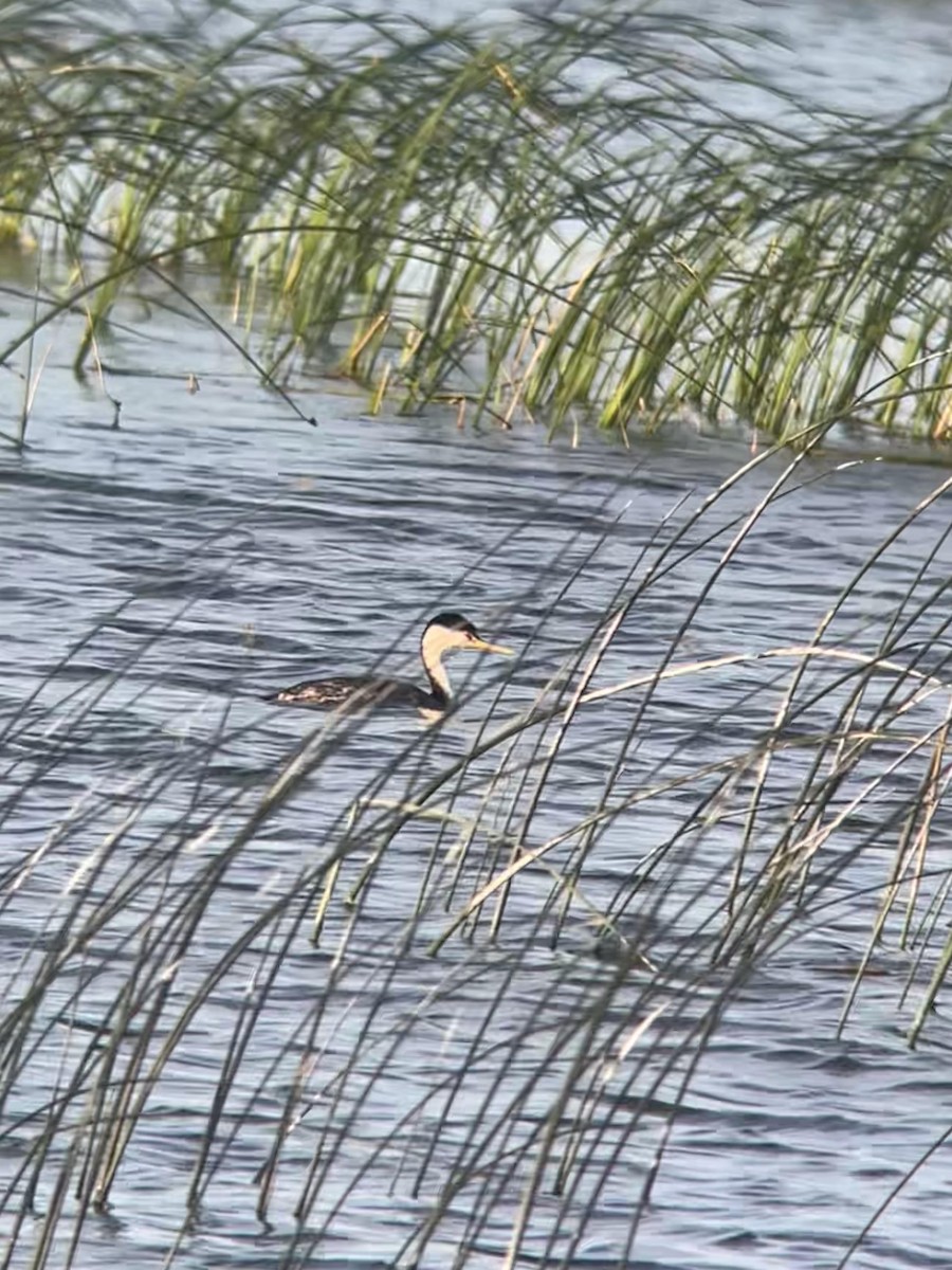 Clark's Grebe - ML638303011