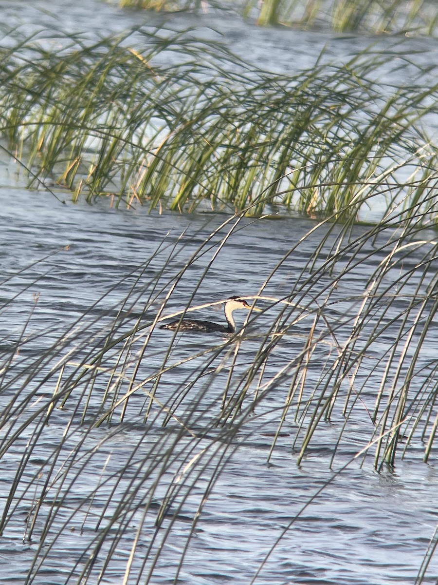 Clark's Grebe - ML638303012