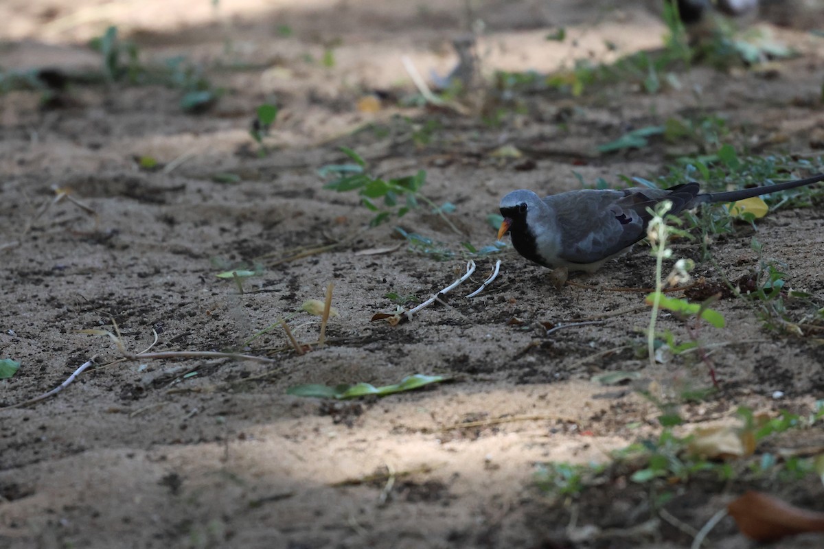 Namaqua Dove - ML638303019