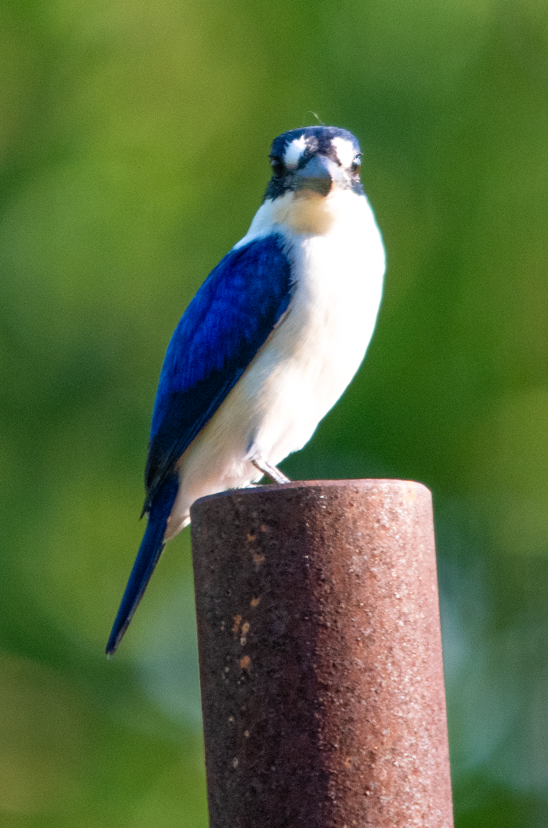 Forest Kingfisher - ML638303022