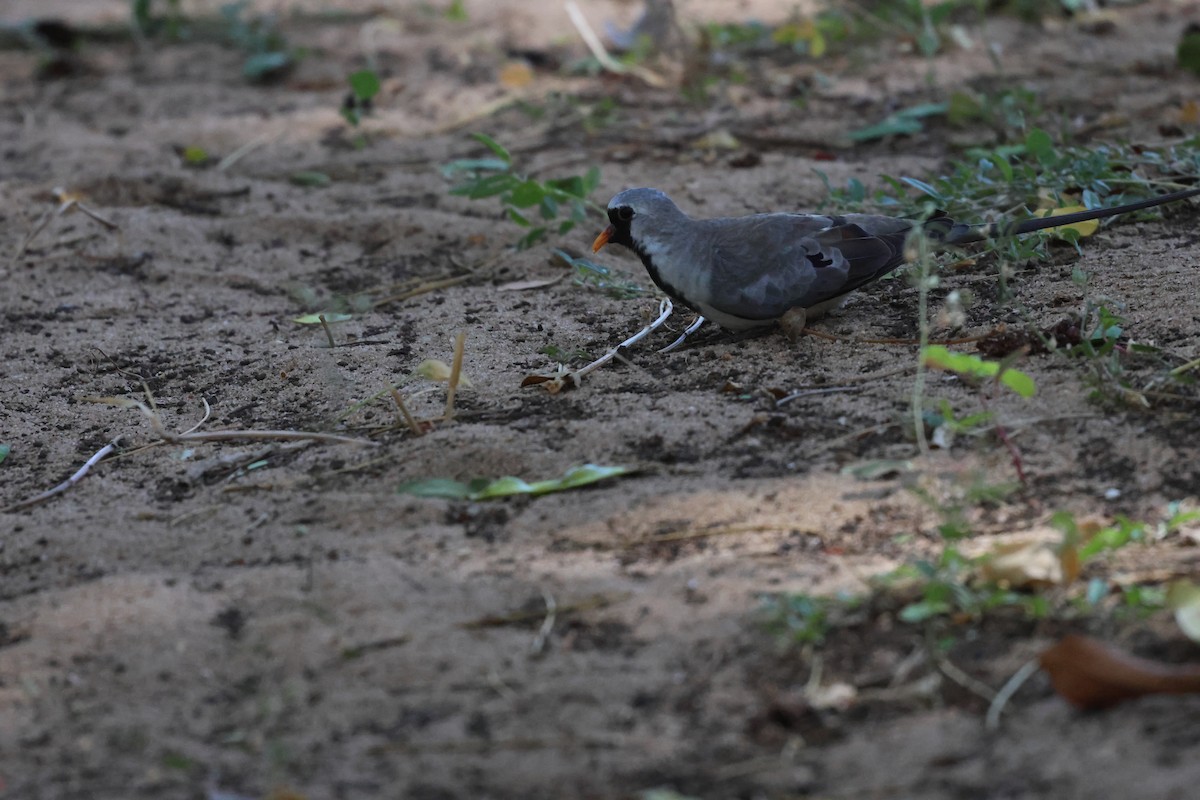 Namaqua Dove - ML638303023