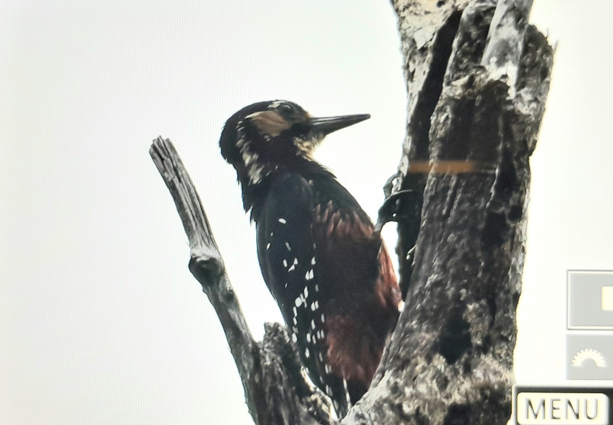 Pico Dorsiblanco (owstoni) - ML638303028