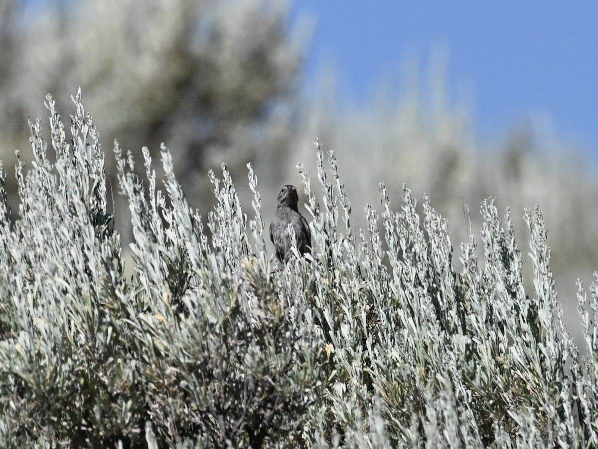 Brewer's Sparrow - ML638303030