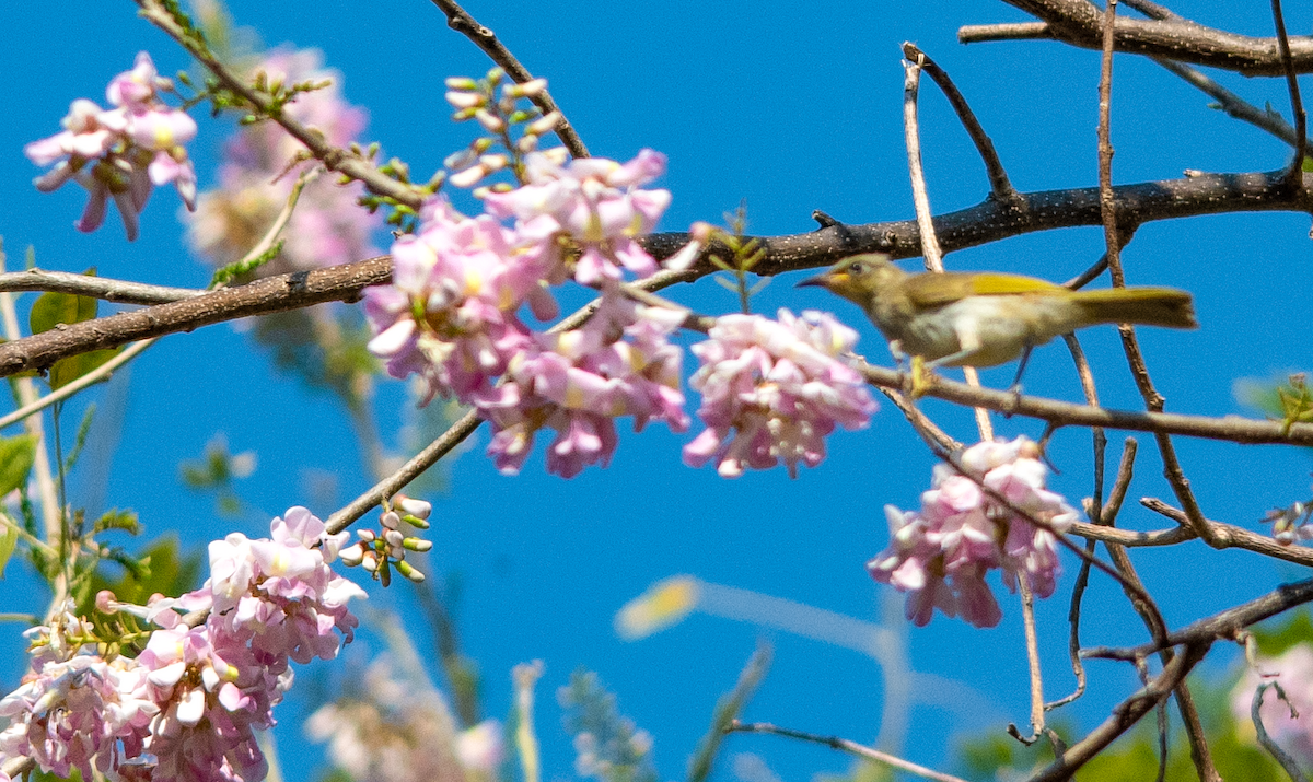 Brown Honeyeater - ML638303033