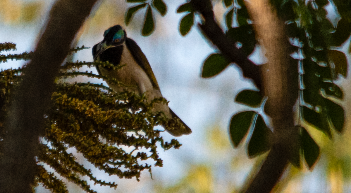 Blue-faced Honeyeater - ML638303037