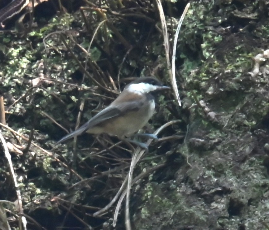 Chestnut-backed Chickadee - ML638303039