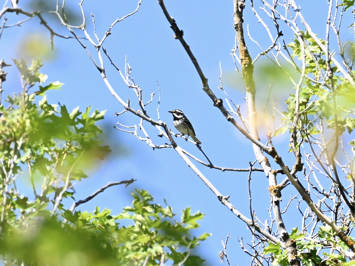 Black-throated Gray Warbler - ML638303041
