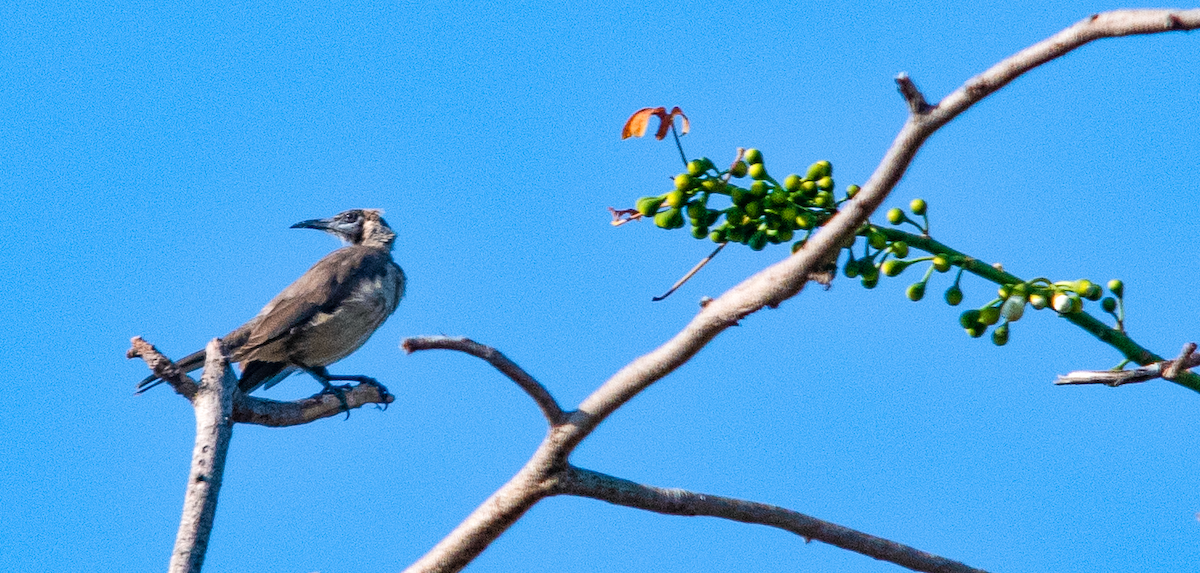 Little Friarbird - ML638303045