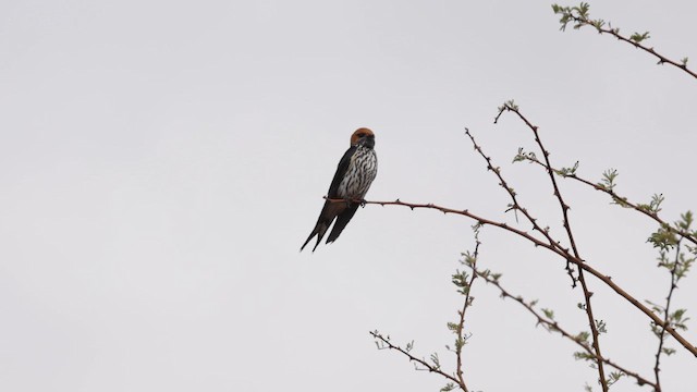 Lesser Striped Swallow - ML638303050