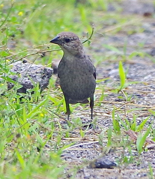 Brown-headed Cowbird - ML638303053
