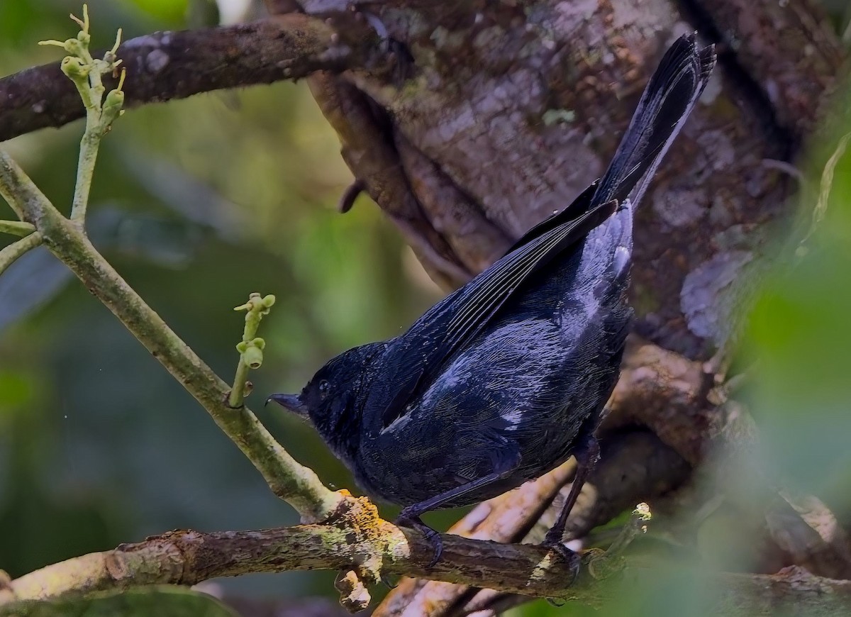 White-sided Flowerpiercer - ML638303065