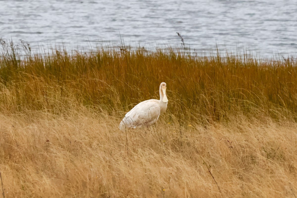 Yellow-billed Spoonbill - ML638303069