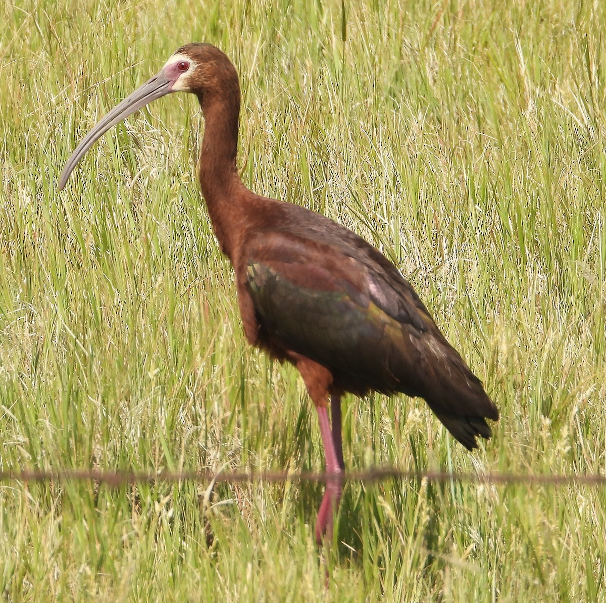 White-faced Ibis - ML638303090