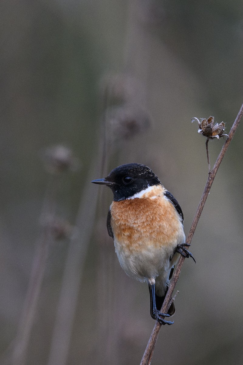 Siberian Stonechat - ML638303091