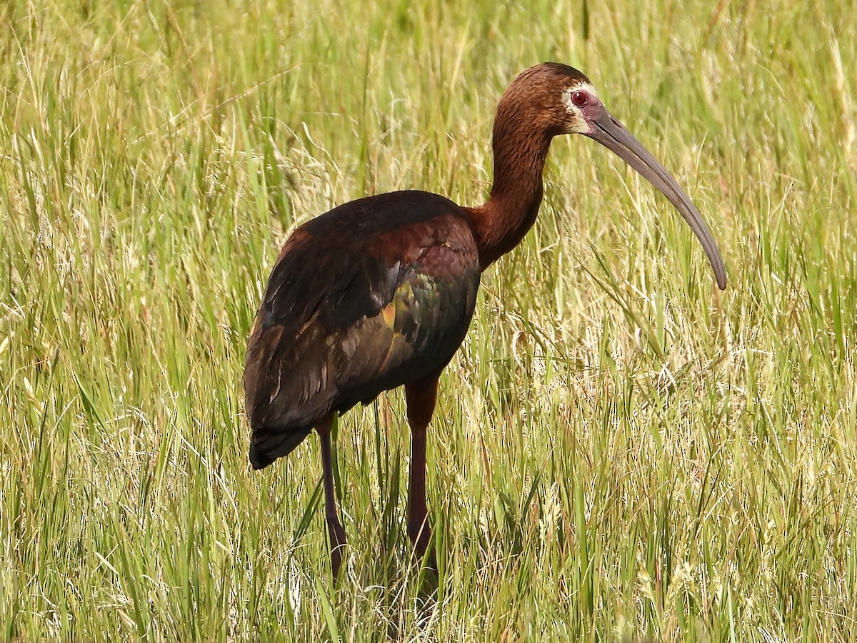 White-faced Ibis - ML638303093