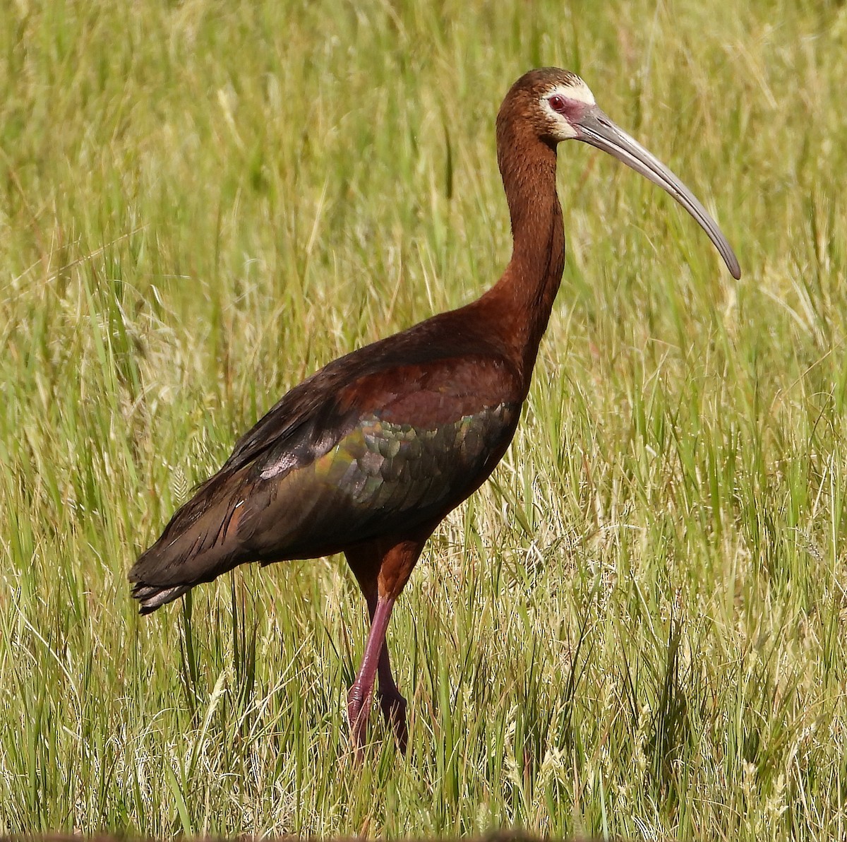 White-faced Ibis - ML638303096