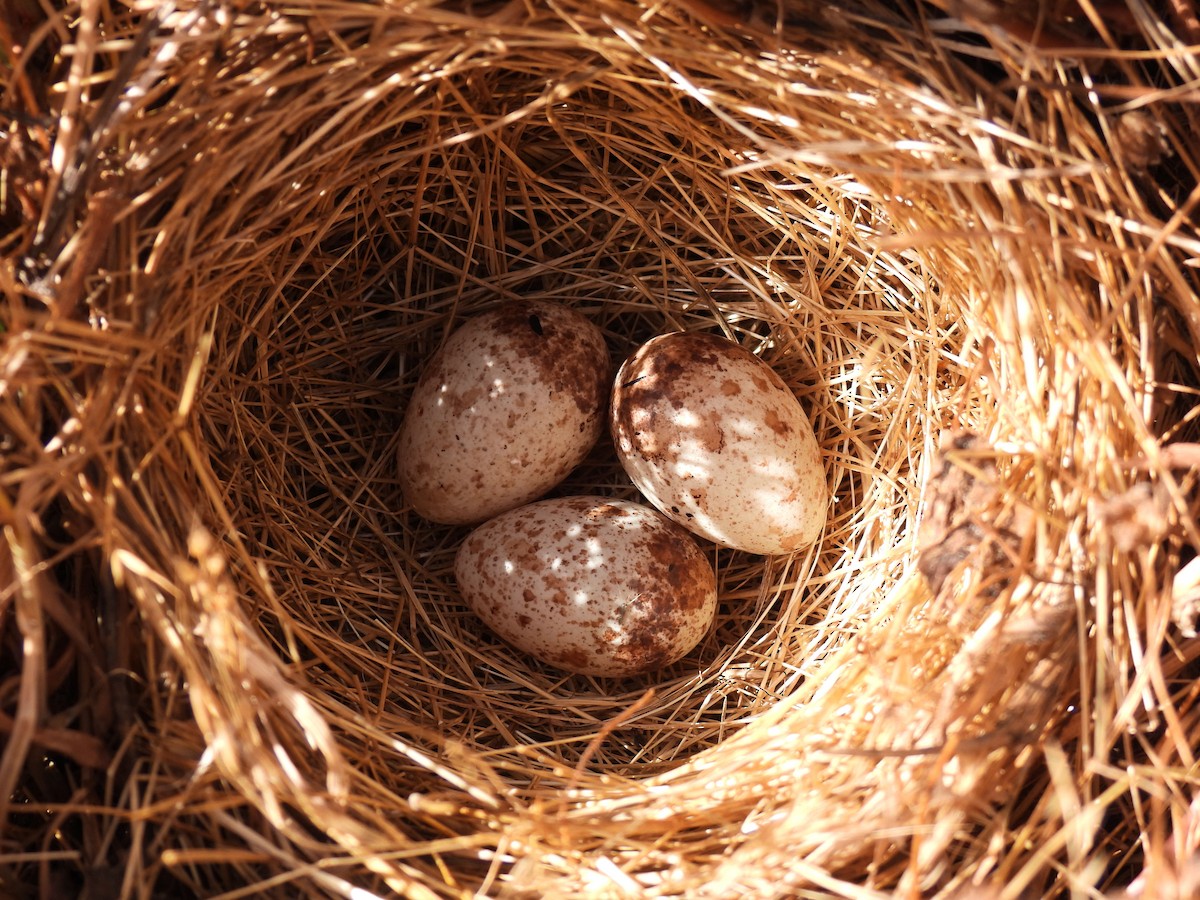 Savannah Sparrow - ML638303102