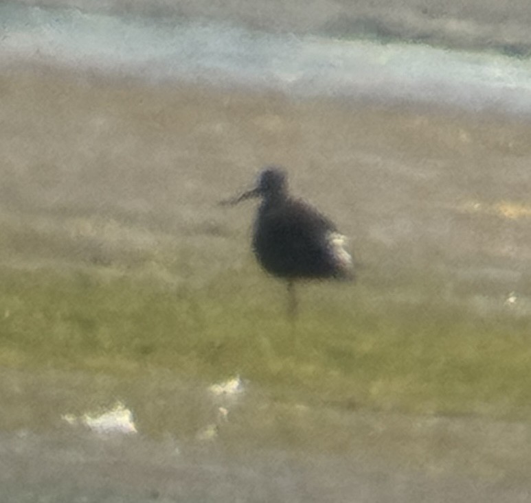 Hudsonian Godwit - ML638303114