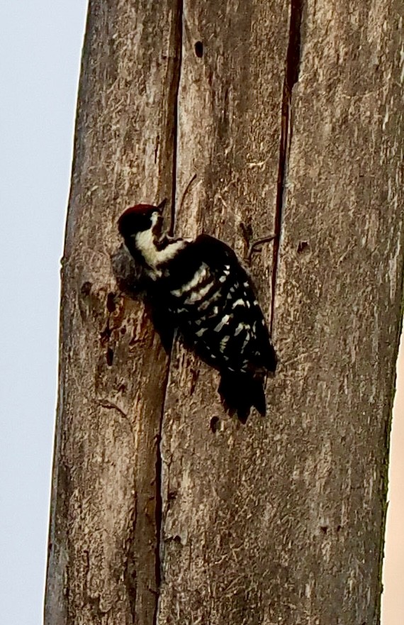 Lesser Spotted Woodpecker - ML638303124