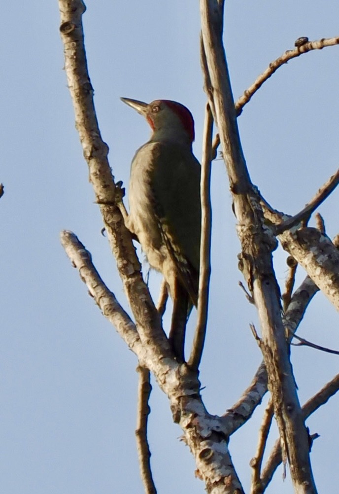 Iberian Green Woodpecker - ML638303127
