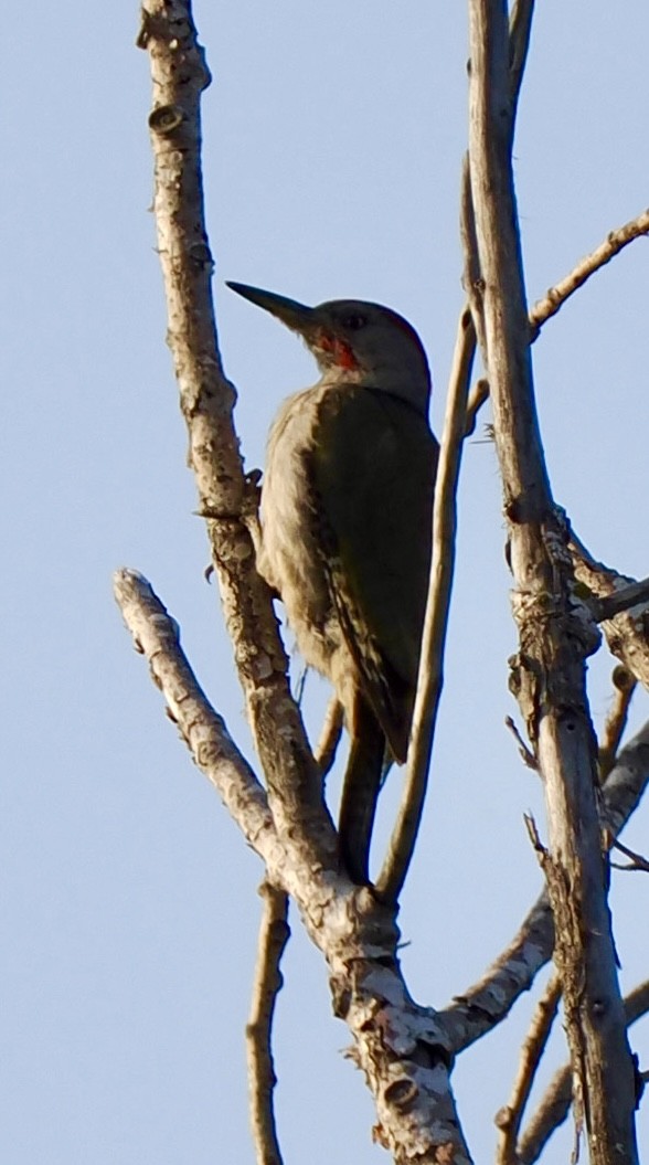 Iberian Green Woodpecker - ML638303128