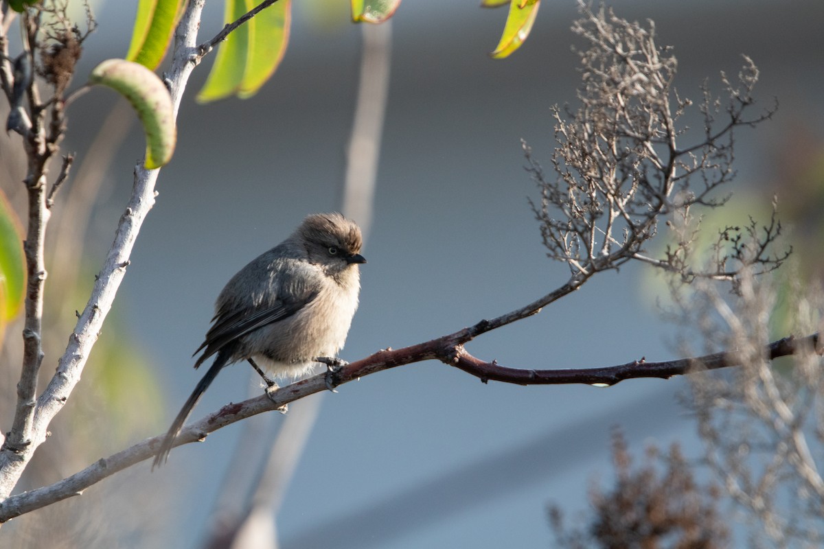 Bushtit - ML638303147