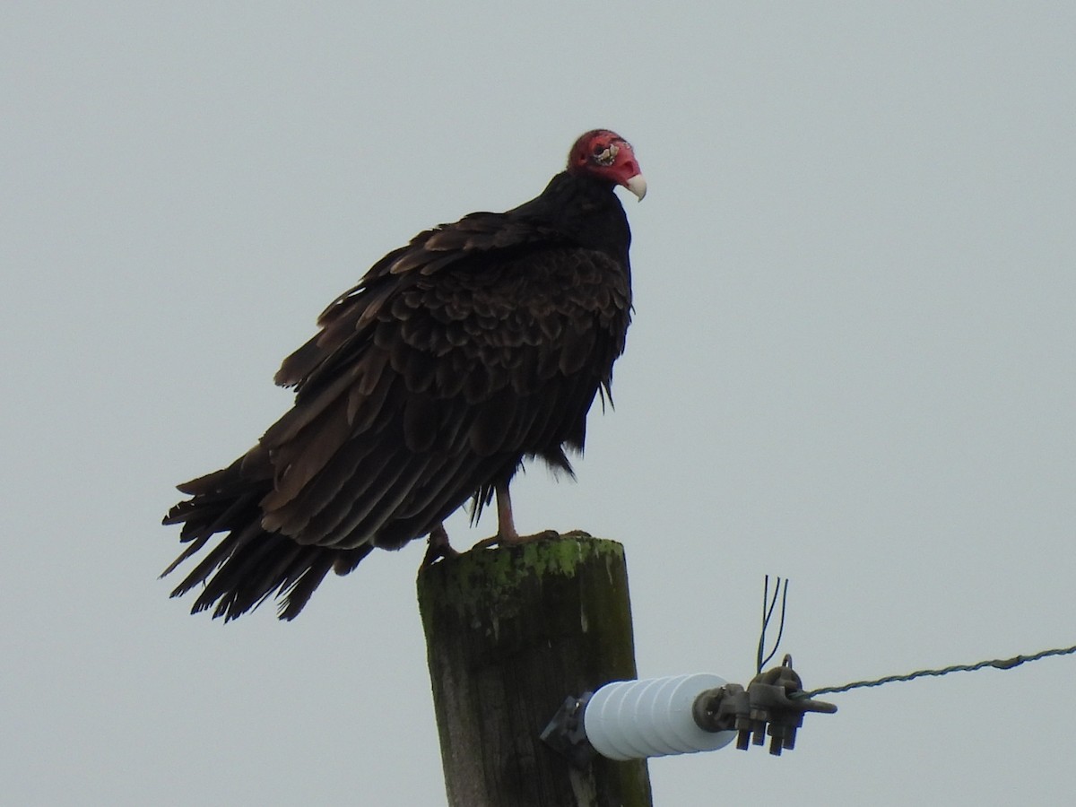 Turkey Vulture - ML638303149