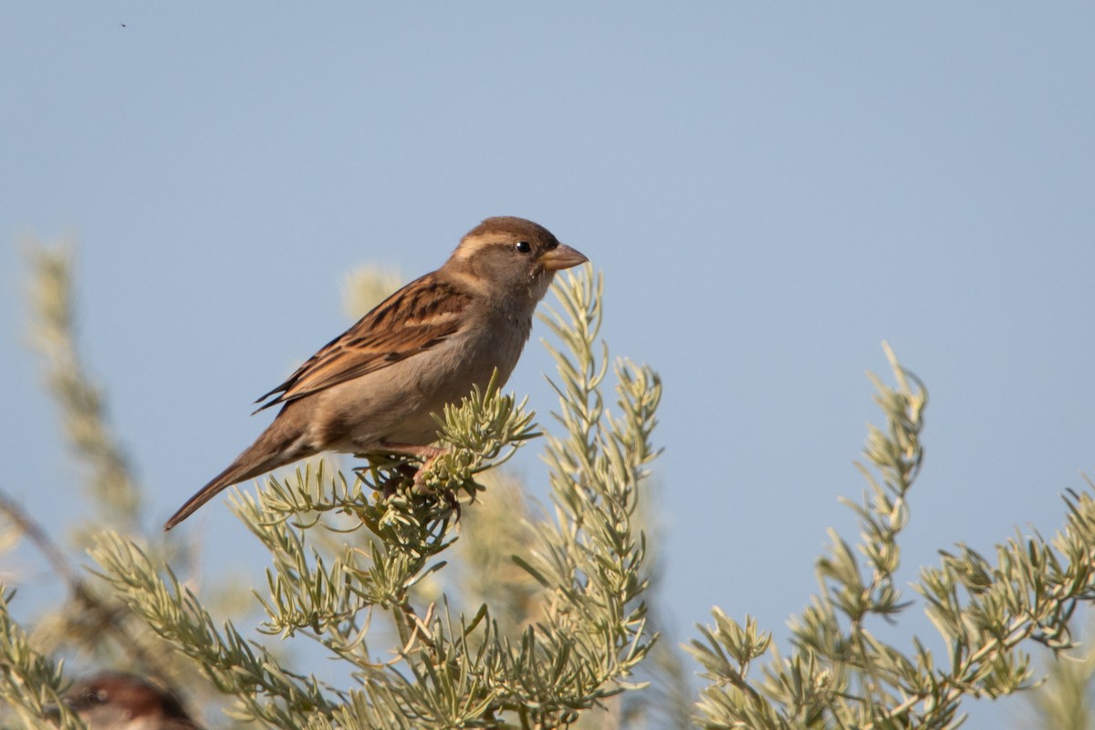 House Sparrow - ML638303153