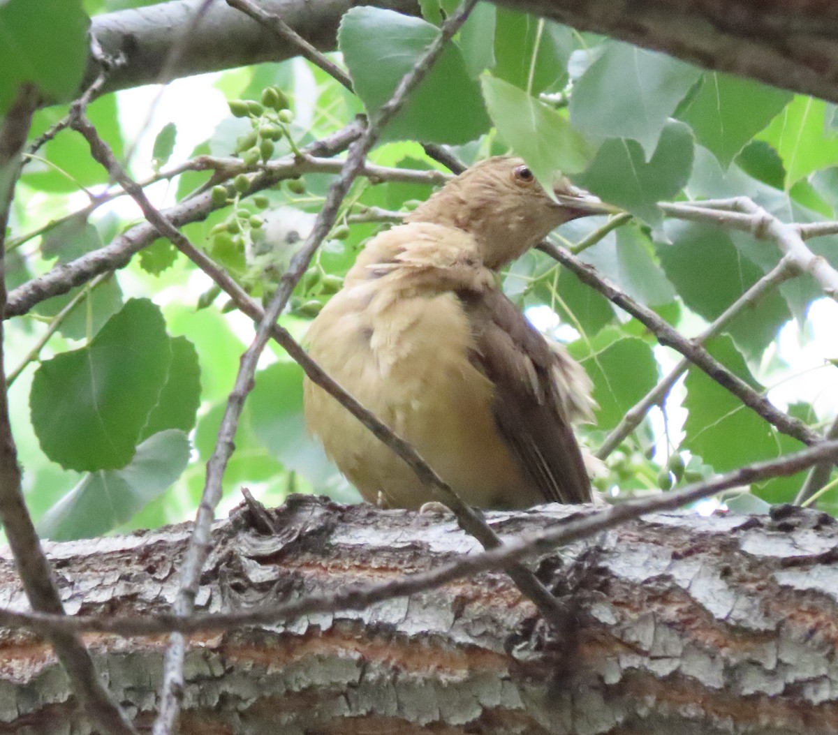 Clay-colored Thrush - ML638303159