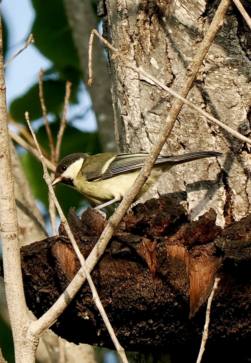 Great Tit (Great) - ML638303160