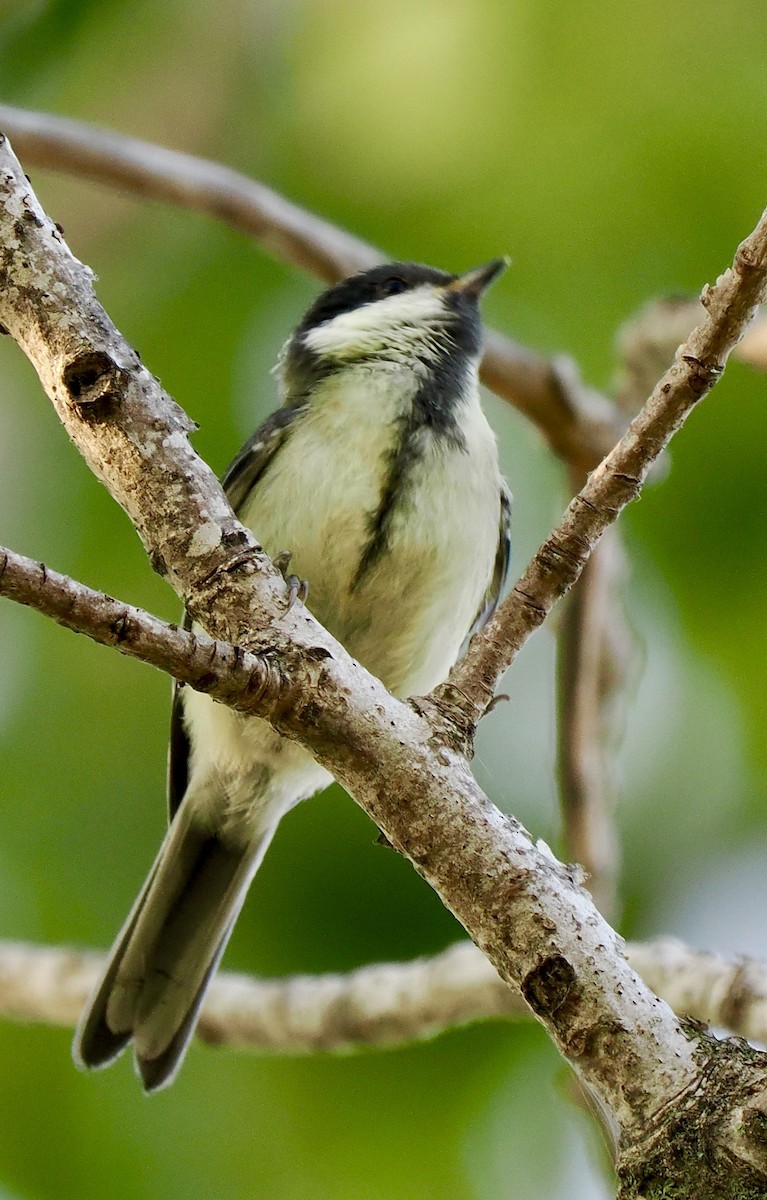 Great Tit (Great) - ML638303161