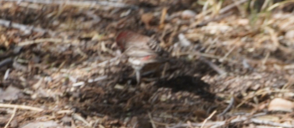 House Finch - ML638303164