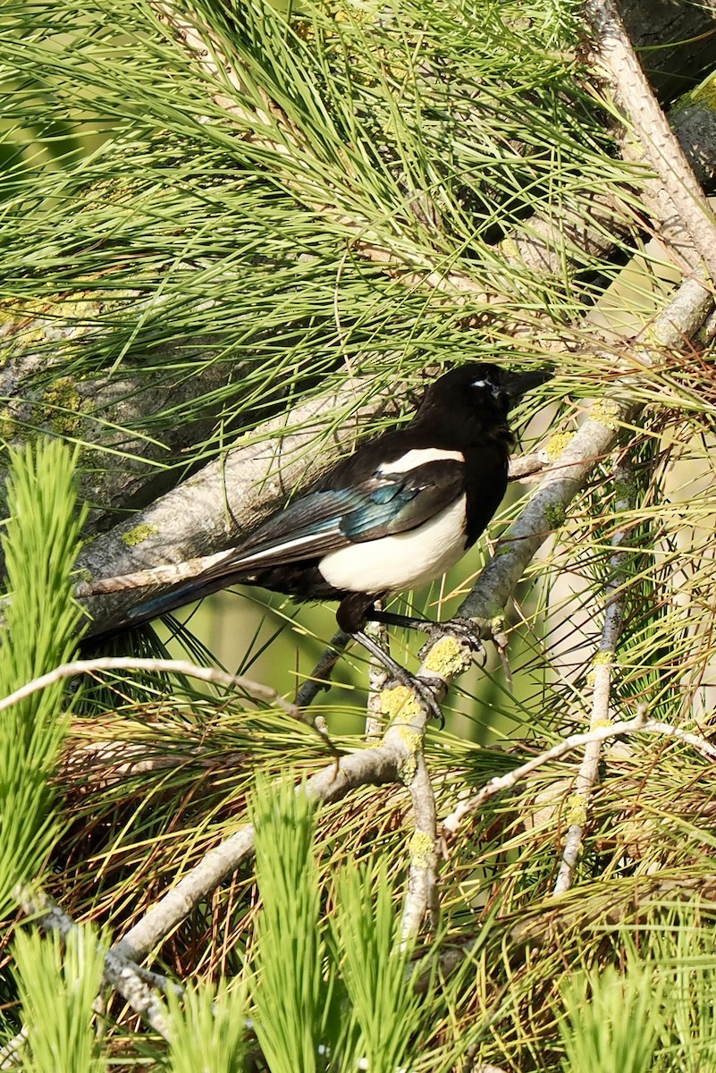 Eurasian Magpie (Iberian) - ML638303169