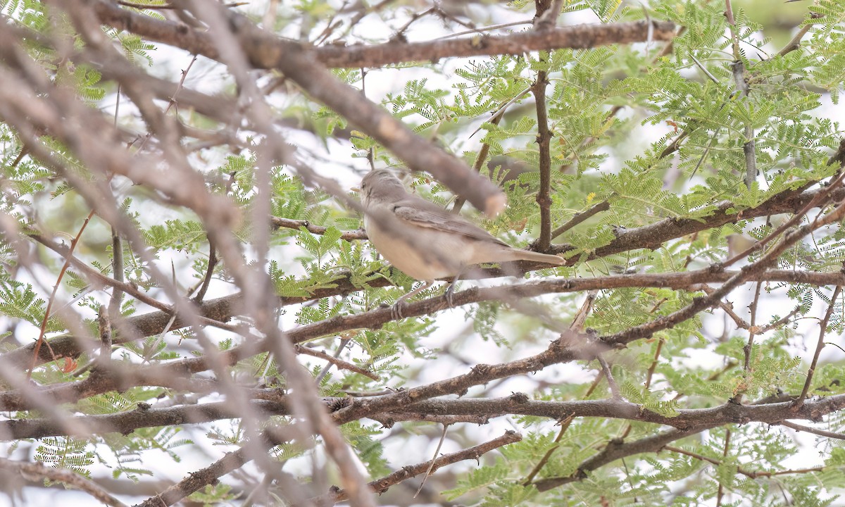 Eastern Olivaceous Warbler - ML638303170
