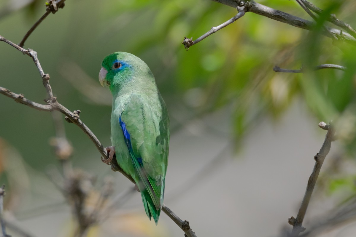 Spectacled Parrotlet - ML638303172