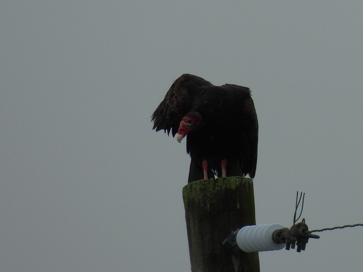 Turkey Vulture - ML638303174