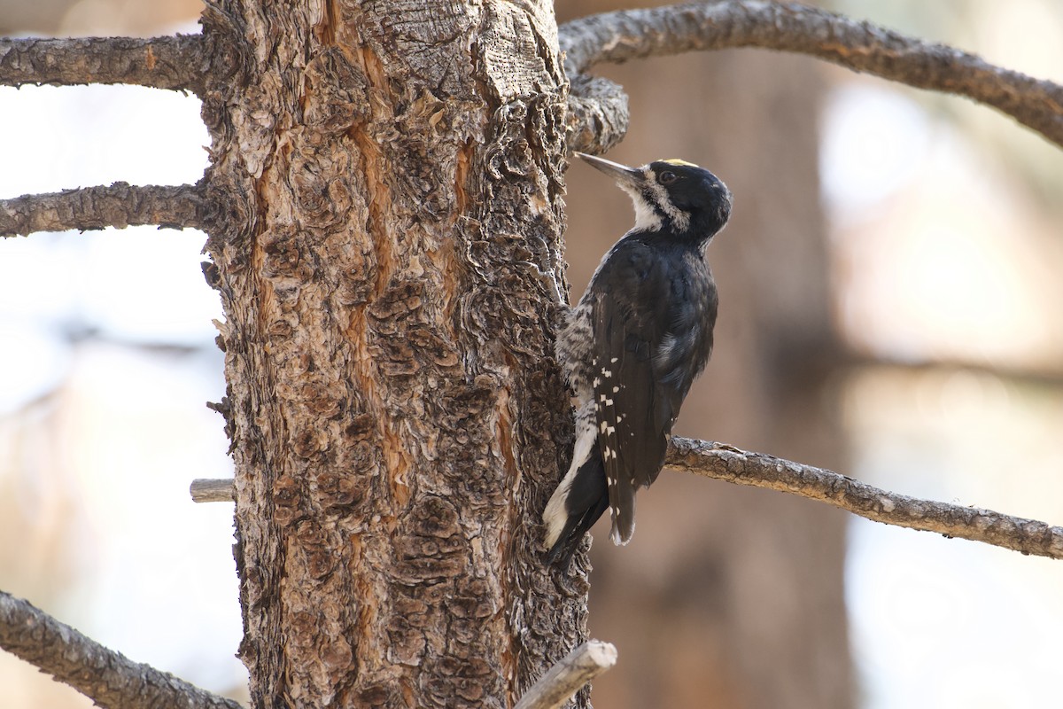 Black-backed Woodpecker - ML638303181