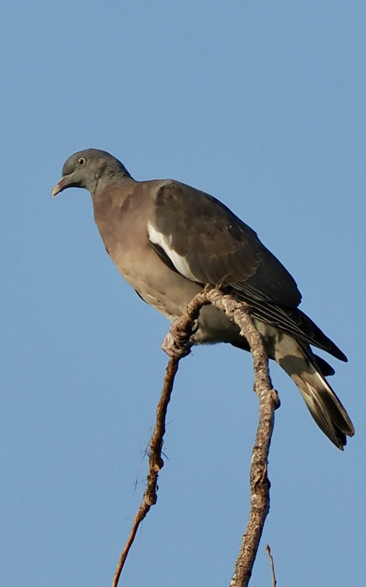 Common Wood-Pigeon - ML638303183