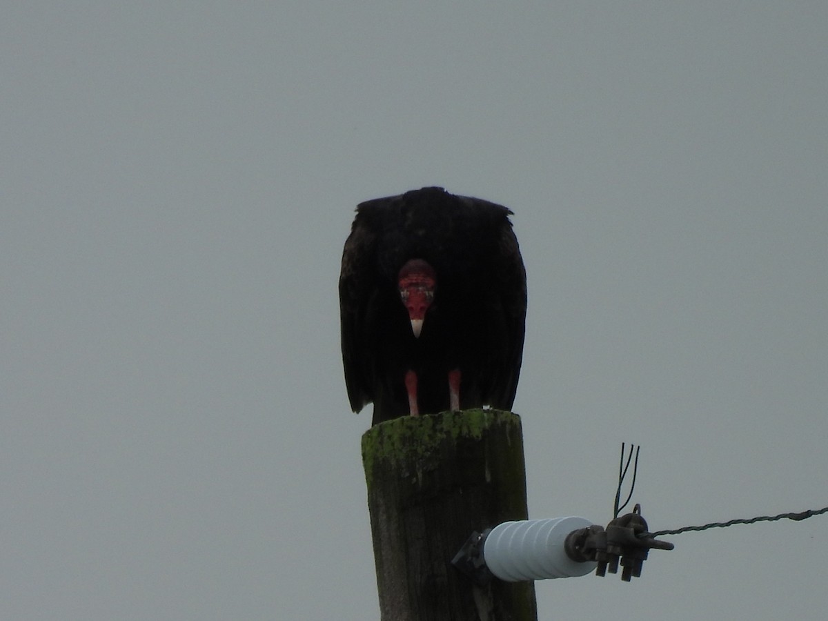 Turkey Vulture - ML638303184
