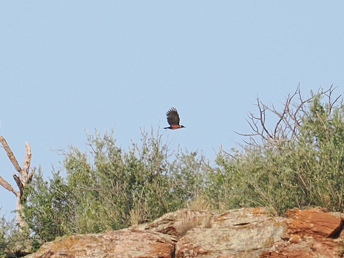 Lewis's Woodpecker - ML638303192