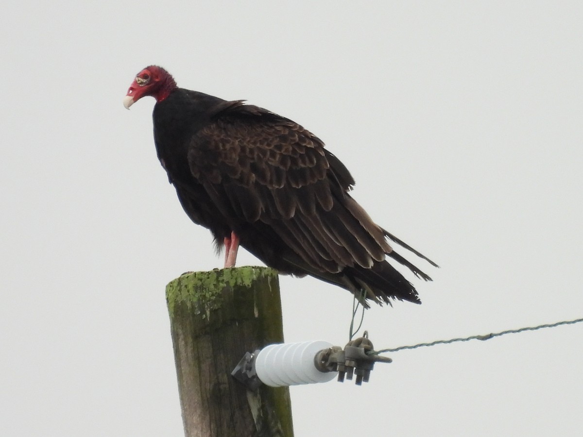Turkey Vulture - ML638303193