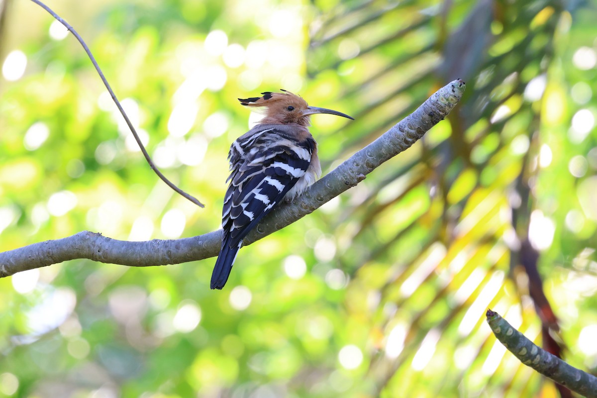 Madagascar Hoopoe - ML638303198