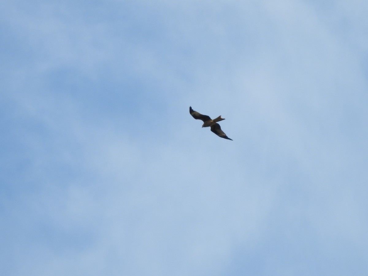 Red Kite - ML638303200