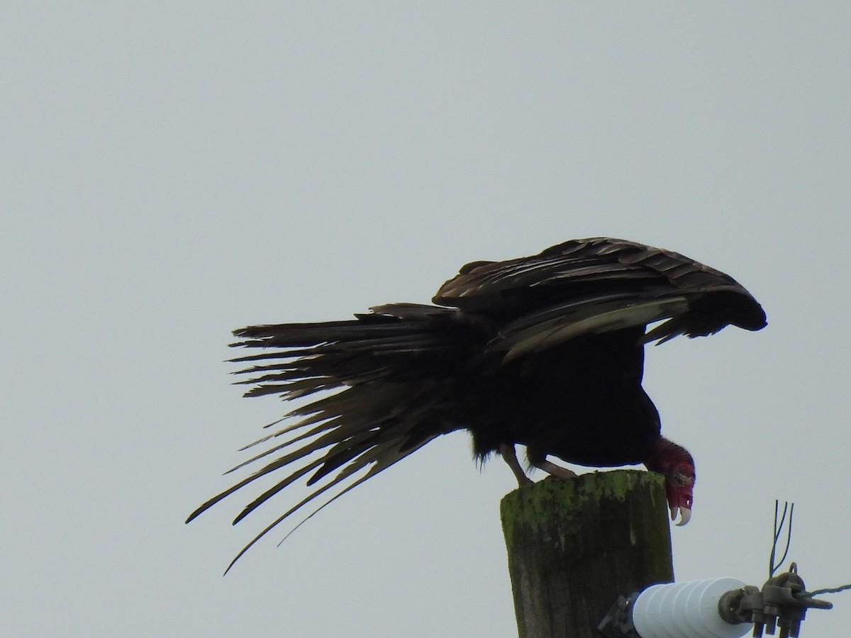 Turkey Vulture - ML638303206