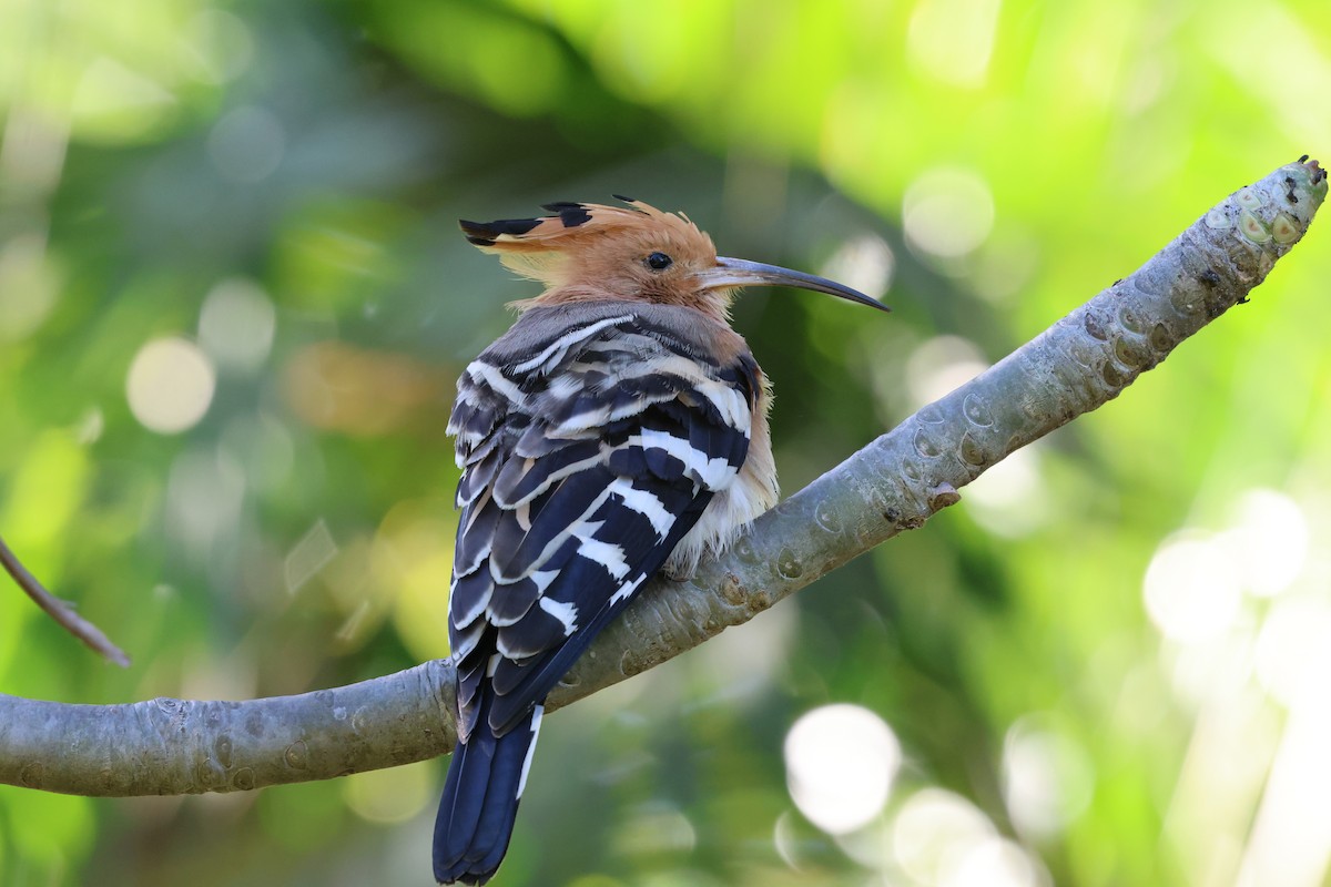 Madagascar Hoopoe - ML638303207