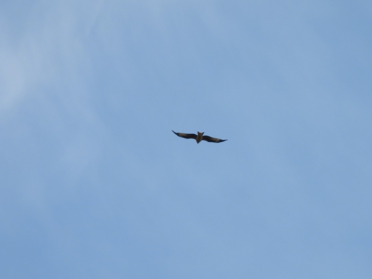 Red Kite - ML638303217