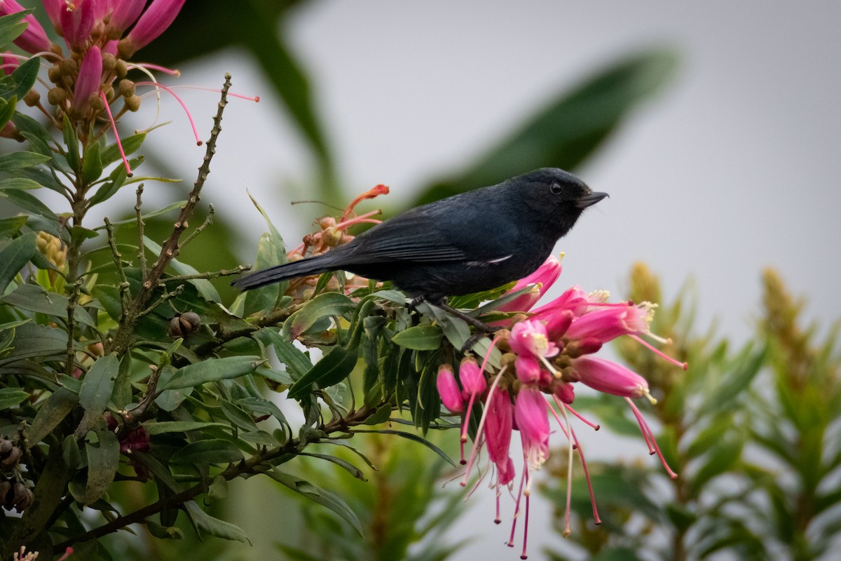 White-sided Flowerpiercer - ML638303224