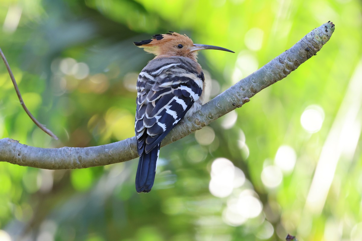 Madagascar Hoopoe - ML638303231